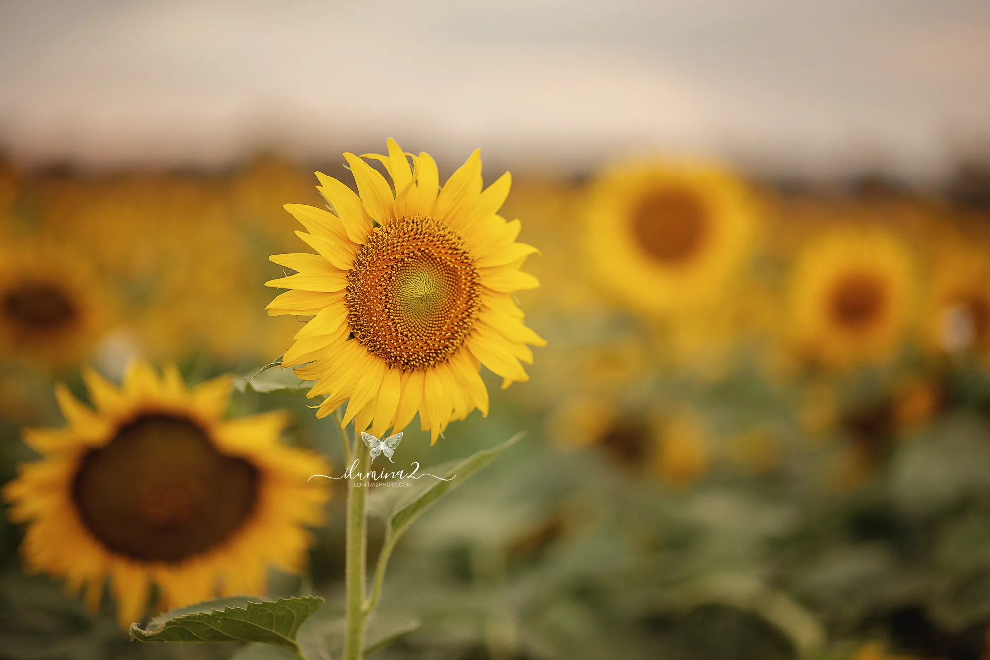 Sesiones de fotos de embarazo en campos de girasoles en Barcelona