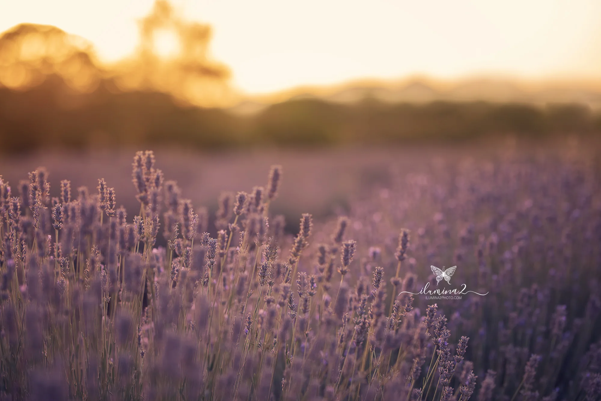 Sesiones de fotos de embarazo en campos de lavanda en Barcelona