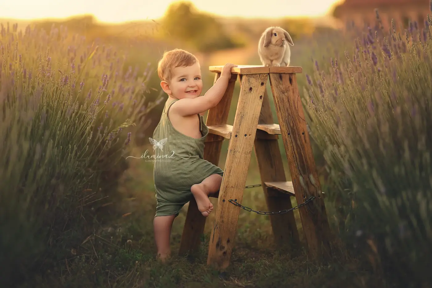 Sesiones de fotos para niños en campos de lavanda